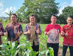 Hidayat dan Jajaran Pastikan Ketahanan Pangan di Lapas Pangkalpinang Dengan Berkebun Jagung