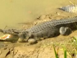 Teror Buaya Semakin Menakutkan! Terkini, Sapan Diterkam Buaya di Sungai Kabal