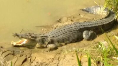 Teror Buaya Semakin Menakutkan! Terkini, Sapan Diterkam Buaya di Sungai Kabal