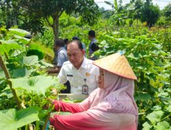 Dukung Ketahanan Pangan Lapas Pangkalpinang Panen 341 Kilogram Mentimun