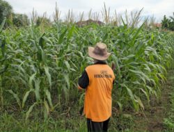 Jagung Tumbuh Subur di Lahan 5.000 Meter Persegi Milik Lapas Pangkalpinang