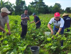 Lapas Pangkalpinang Panen Kacang Hijau Bersama Kakanwil Ditjenpas Babel