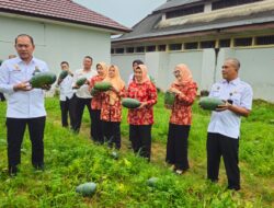 Lapas Pangkalpinang Panen 106 Kg Semangka Inul
